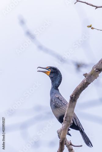 Double breasted cormorant perched on bare tree branch with hazy sky background
