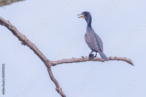 Double breasted cormorant perched on bare tree branch with hazy sky background