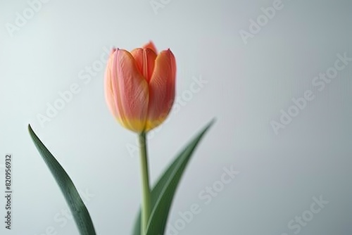 Colorful tulip flowers in the vase