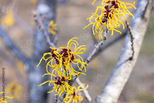Hamamelis intermedia ’Barmstendt Gold’ with yellow flowers that bloom in early spring. photo
