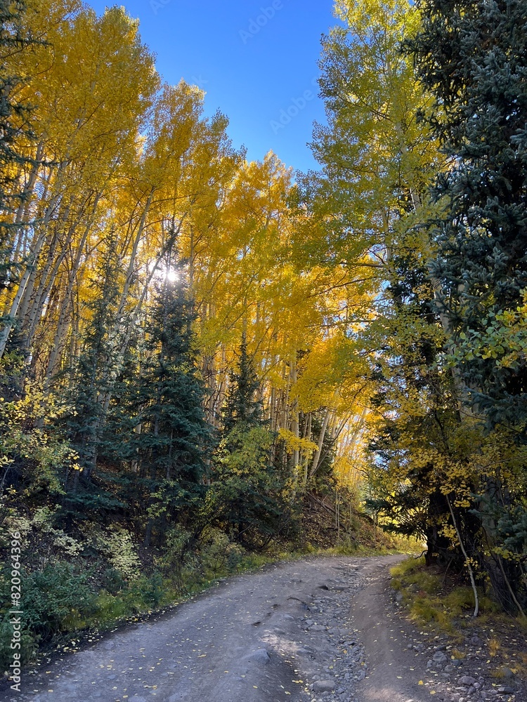 Obraz premium autumn in the forest