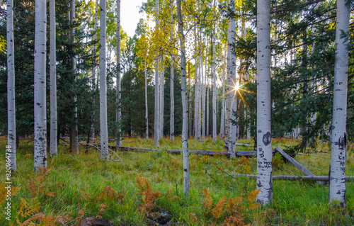 Obraz na plátně sunset over the aspens flagstaff arizona