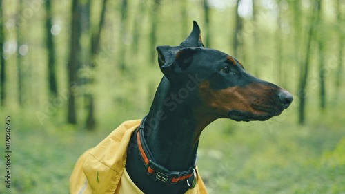 portrait of cute doberman dog wearing yellow rain jacket in the forest