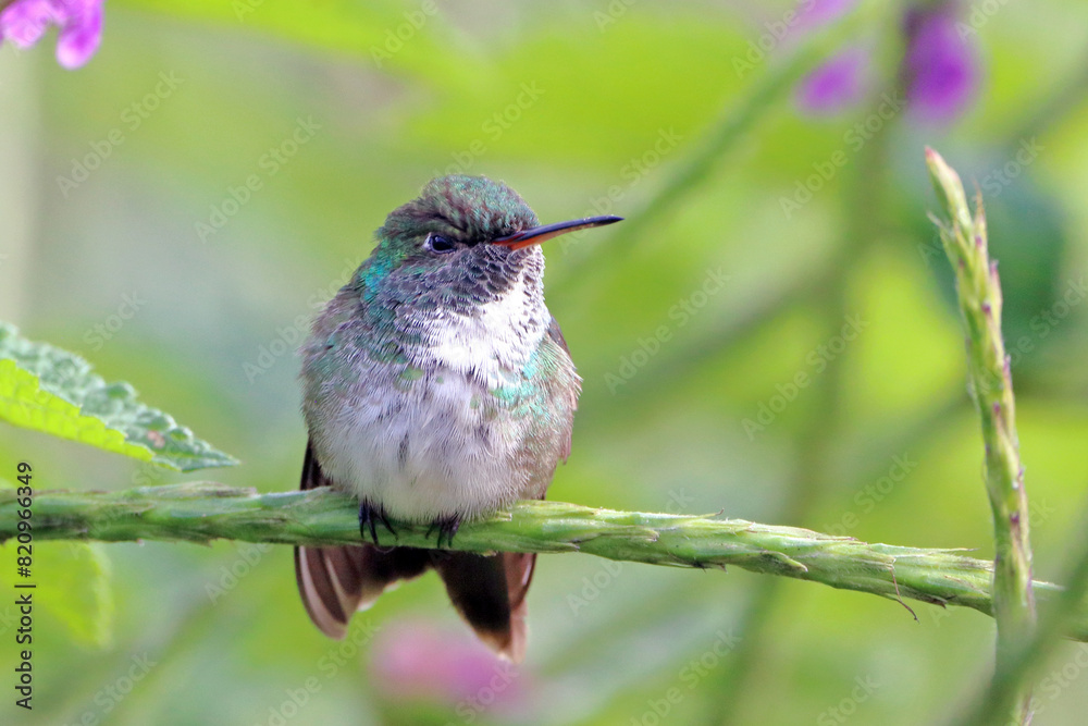 Obraz premium Versicolored Emerald(Chrysuronia versicolor) perched on a branch