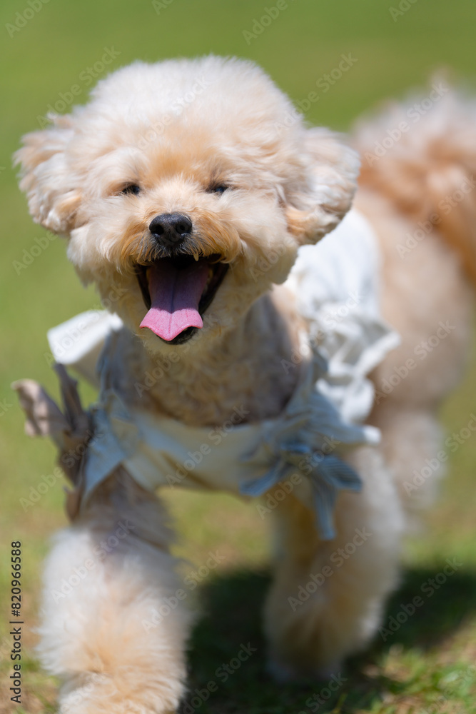 푸들 강아지 poodle puppy dog