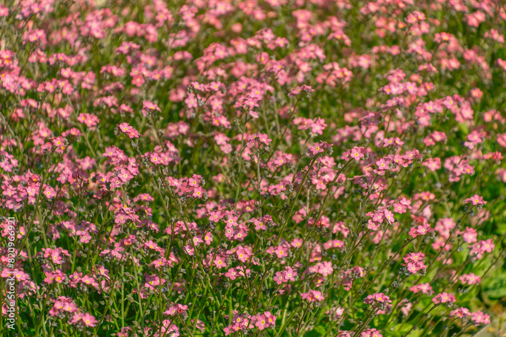 Pink Myosotis flowers in a flowerbed. forget-me-nots Pink Myosotis flowers in a flowerbed. forget-me-nots