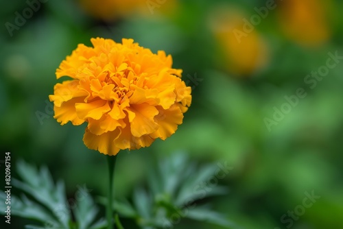 A single yellow flower is the main focus of the image