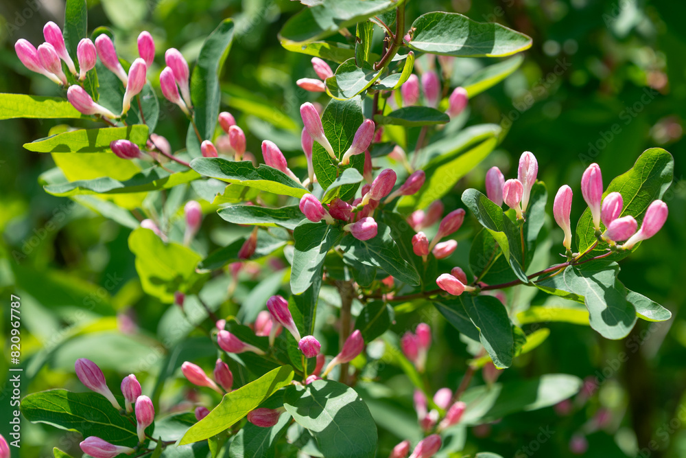Buds of pink flowers of Lonicera tatarica. Tatarian honeysuckle. Buds of pink flowers of Lonicera tatarica. Tatarian honeysuckle.