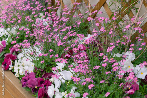 Obraz na plátně Beautiful flowerbed with colorful flowers.