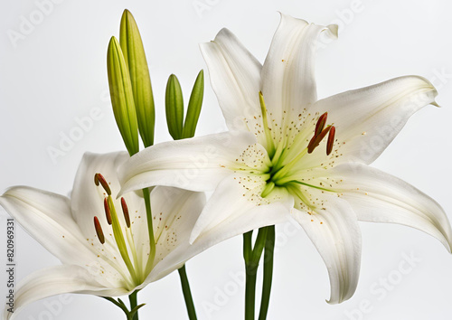 Graceful Lilies Standing Alone_ Isolated on a White Background, Featuring Zephyranthes Candida.