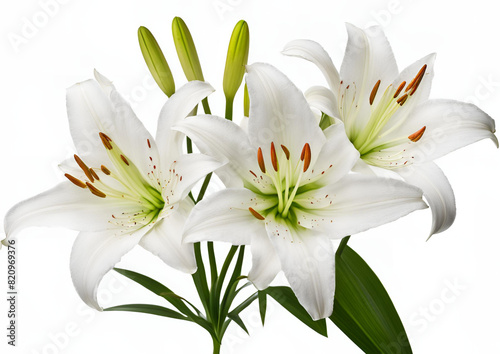 Graceful Lilies Standing Alone_ Isolated on a White Background, Featuring Zephyranthes Candida. © AIgeniusStock