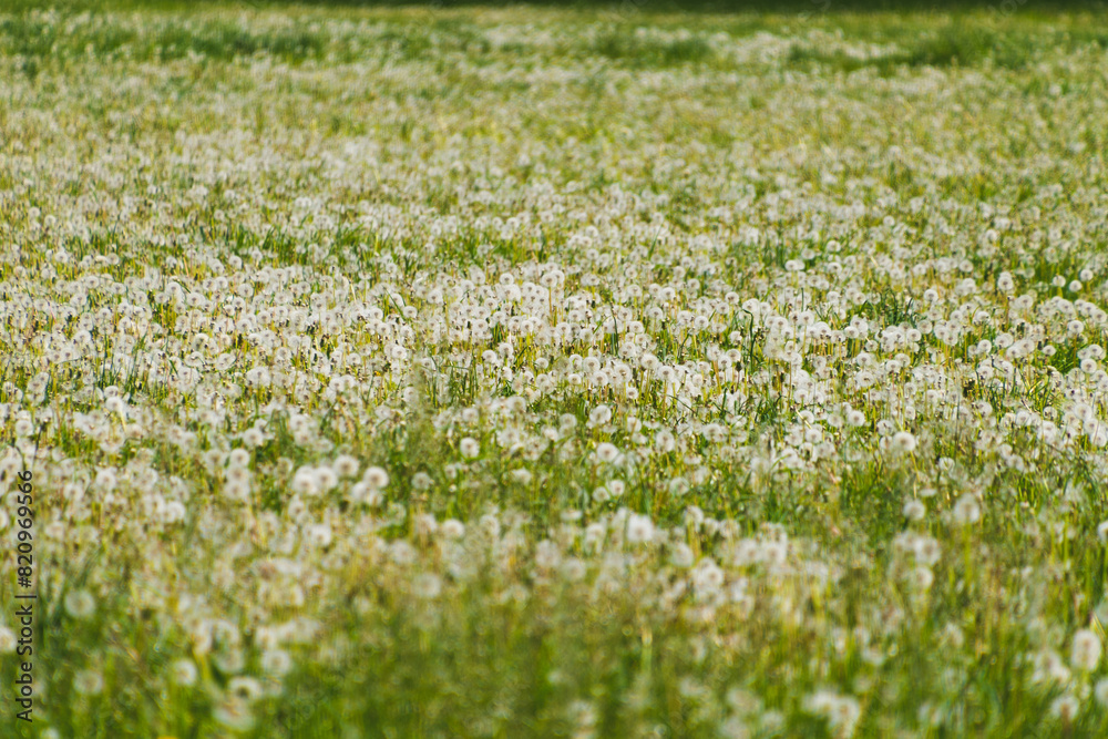 Field of white dandelions. Floral background. Spring bloom. Field of white dandelions. Floral background. Spring bloom.