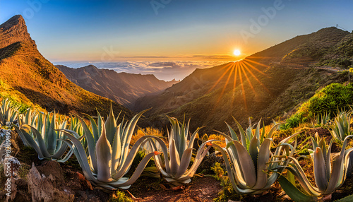 Aloe vera farm, aloe vera blooming in mountains. Dry climate