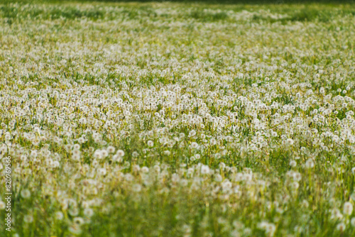 Field of white dandelions. Floral background. Spring bloom.