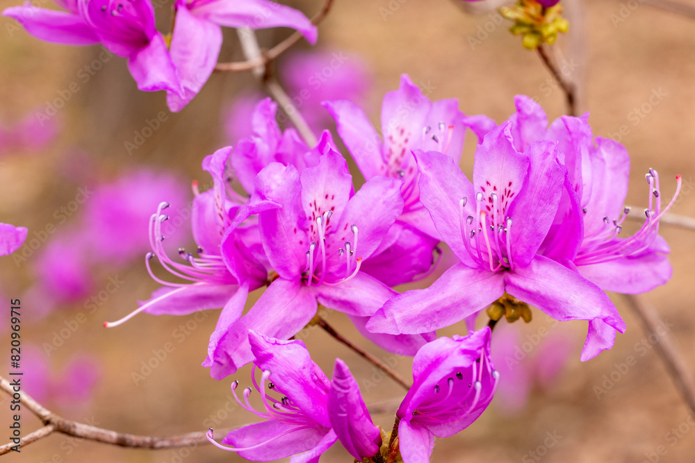 Beautiful spring Japanese azalea in the forest. Beautiful spring Japanese azalea in the forest.