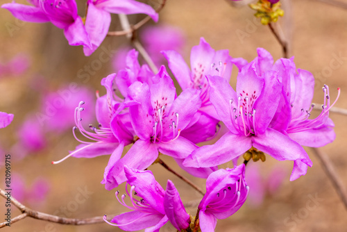 Beautiful spring Japanese azalea in the forest.