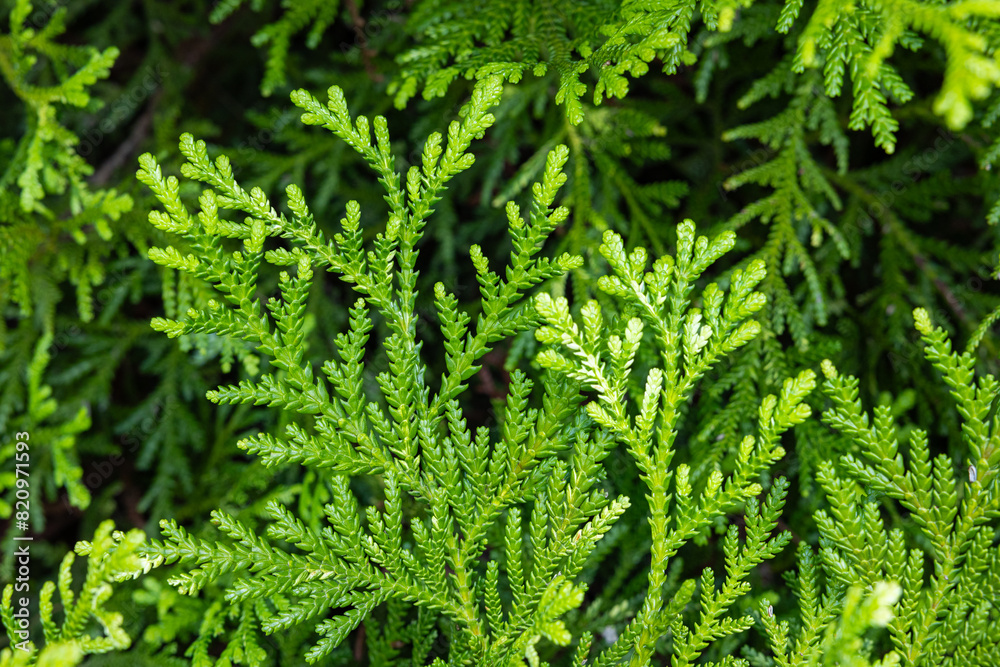Beautiful japanese cypress leaf in the forest. Beautiful japanese cypress leaf in the forest.