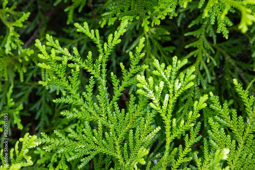 Beautiful japanese cypress leaf in the forest.