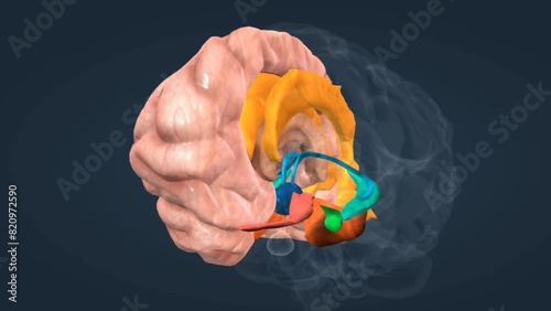 The human  limbic system photo