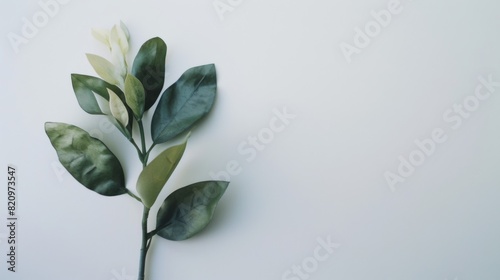 A single white flower blooms elegantly amidst lush green leaves on a pristine white backdrop