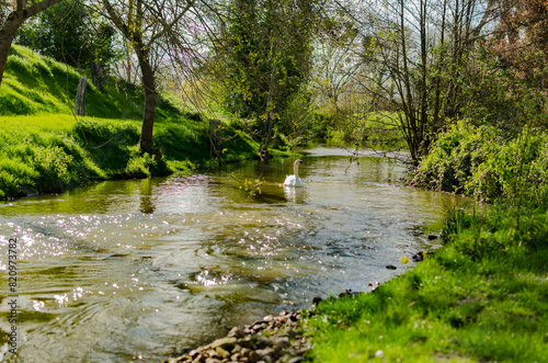 river in the forest