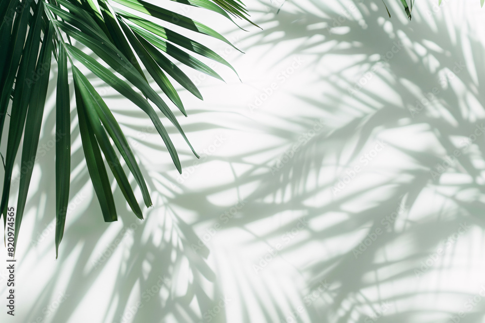 palm tree, plant