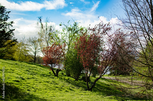 un parc avec des arbres, du gazon en printemps