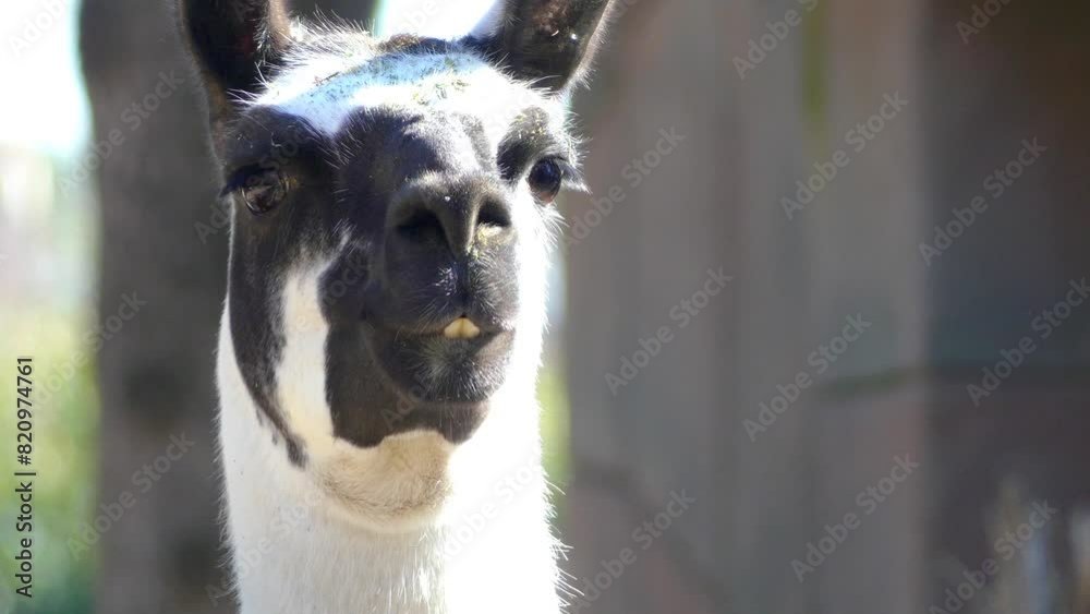 llama (Lama glama)