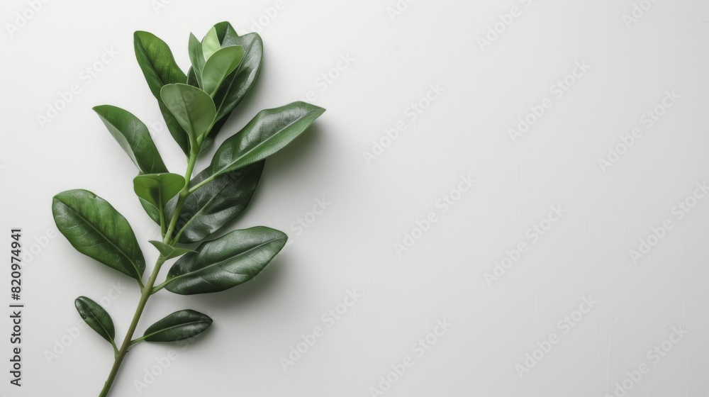 A vibrant green leaf rests peacefully on a pristine white surface