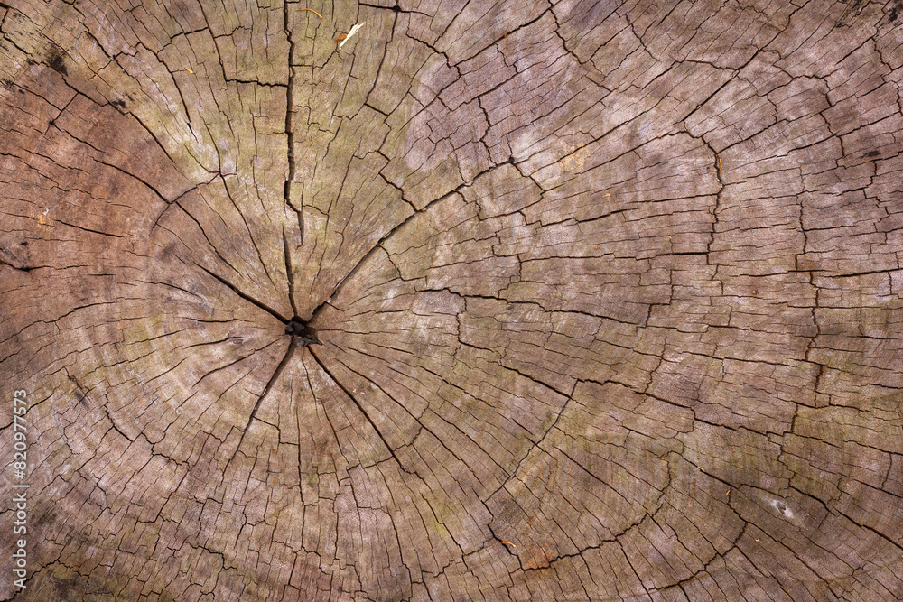 Brown old tree stump with crack for background texture
