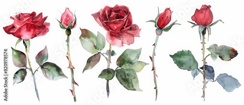 A set of watercolor of a rose  a timeless symbol of love and passion  Clipart isolated with a white background