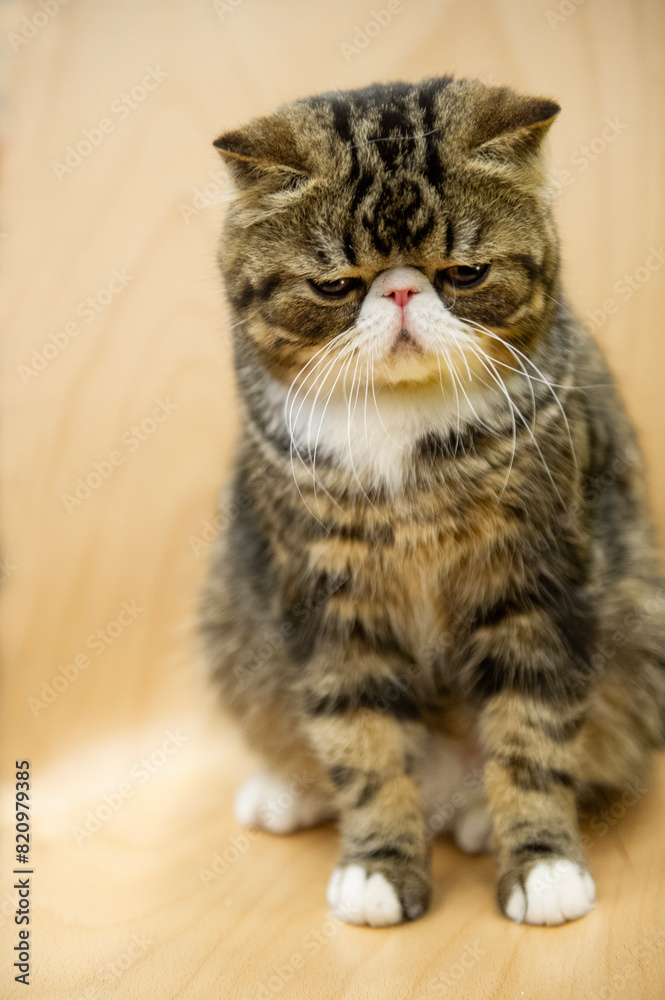 Porträt einer Exotic Shorthair Katze