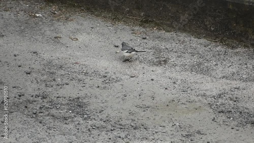 A white wagtail bird hunting an insect