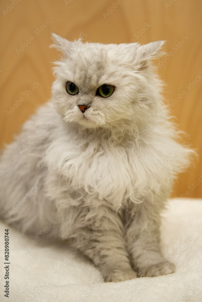 Porträt einer Selkirk Rex Katze Porträt einer Selkirk Rex Katze