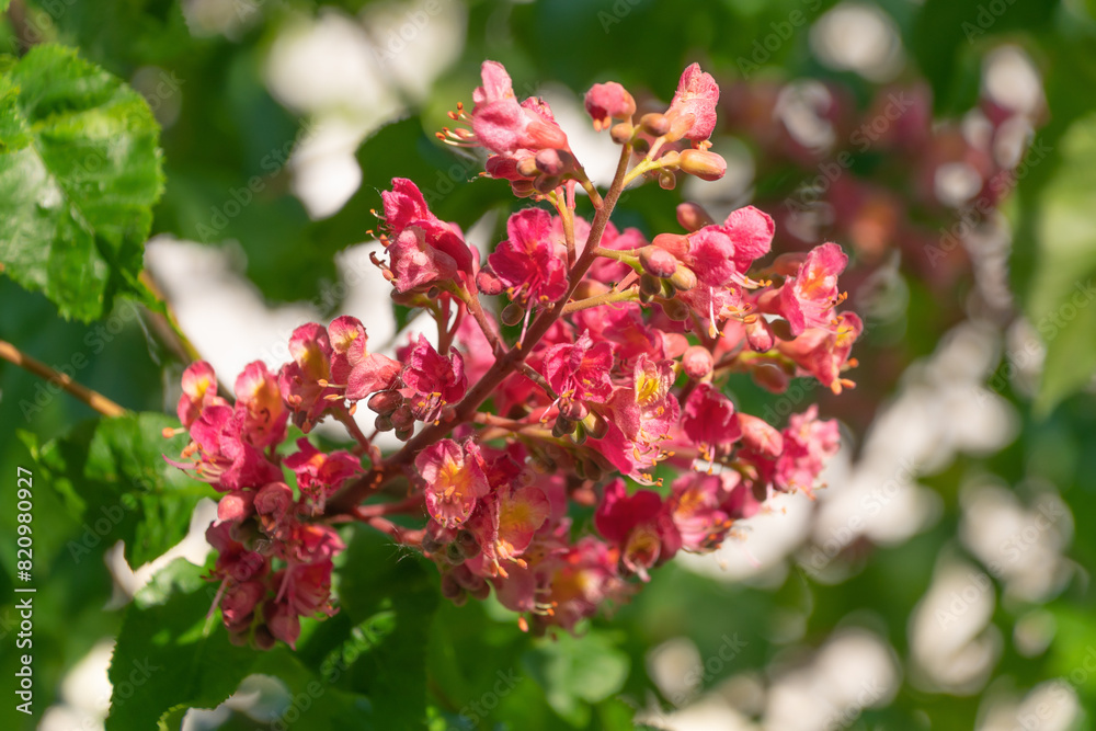 Pink flowers of Aesculus carnea, close-up. red horse-chestnut. Pink flowers of Aesculus carnea, close-up. red horse-chestnut.