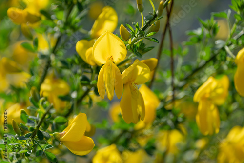 Yellow flowers of Cytisus scoparius (Sarothamnus scoparius).