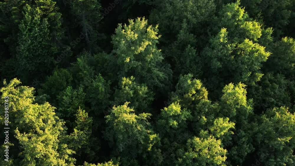 Marvelous view, flying over woods in early morning hour, cinematic countryside woodland. Branches and leaves move freely in wind. Amazing aerial drone footage of majestic green forest