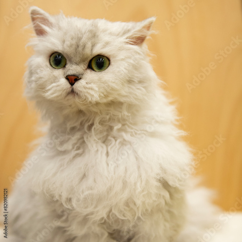 Obraz na plátně Porträt einer Selkirk Rex Katze