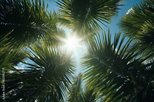  palm tree with the sun shining through it.