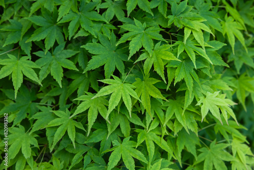 Fresh green of maple leaves in spring.