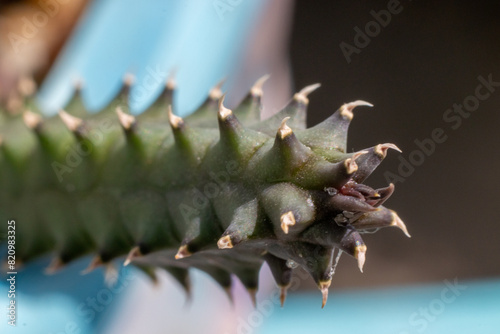 The stern of succulent guernia is in a blue flower bad succulent guernia