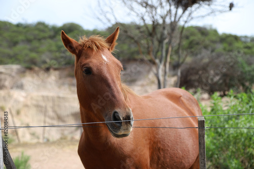 Closeup of brown mare with white star on her forehead. Lucero horse grazing on rural farm with mountains in the background and copy space. Farm animal. Equine.  © Acento Creativo