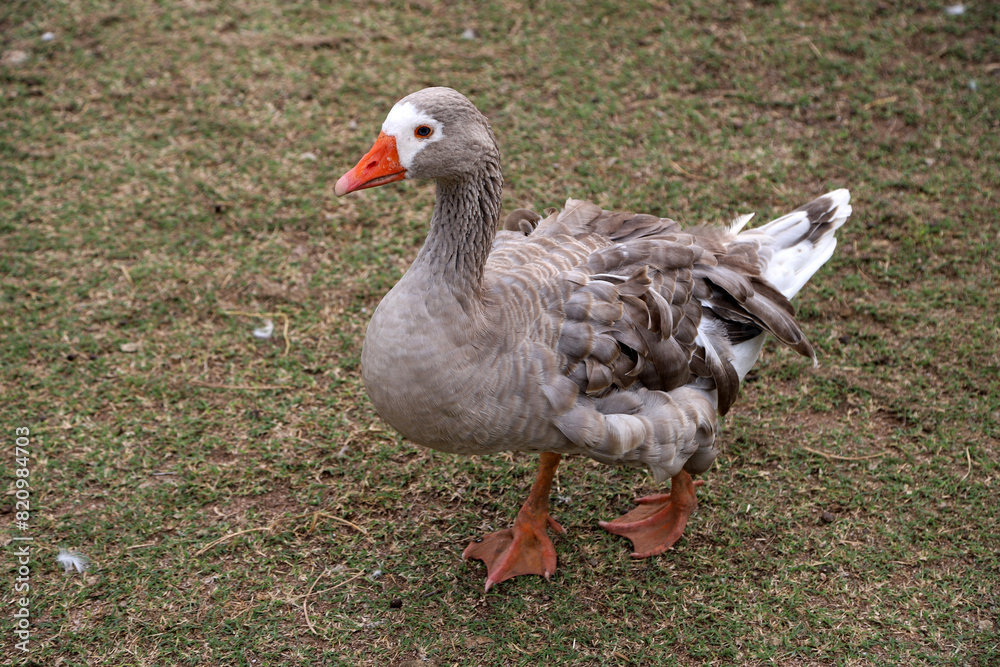 Gray goose walking in freedom on rural farm. Blue-eyed goose with plucked feathers in the wild with a farm background with copy space. Domestic bird. Gray goose walking in freedom on rural farm. Blue-eyed goose with plucked feathers in the wild with a farm background with copy space. Domestic bird.