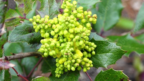 Mahonia aquifolium, Oregon grape or holly-leaved barberry, is flowering plant in family Berberidaceae, native to western North America. photo