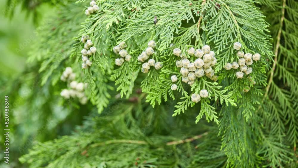 Chamaecyparis lawsoniana, known as Port Orford cedar or Lawson cypress, is conifer in genus Chamaecyparis, family Cupressaceae. It is native to Oregon and northwestern California.