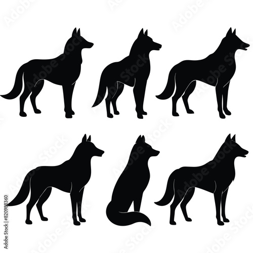 Set of Arabian Wolf black Silhouette Vector on a white background photo