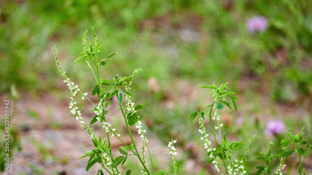 Melilotus albus, known as honey clover, white melilot, Bokhara clover, white sweetclover, and sweet clover, is nitrogen-fixing legume in family Fabaceae. Melilotus albus, known as honey clover, white melilot, Bokhara clover, white sweetclover, and sweet clover, is nitrogen-fixing legume in family Fabaceae.
