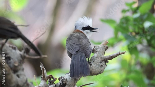 White-crested laughingthrush Bird photo