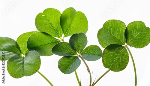 leaf clover on white or transparent background