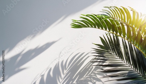 3d render nature concept beautiful foliage tropical palm leaves shadow on empty white wall background backdrop natural summer beach sunlight eco tropicana space outdoor breeze pattern photo